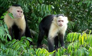 Monkey Island (Gatun Lake)